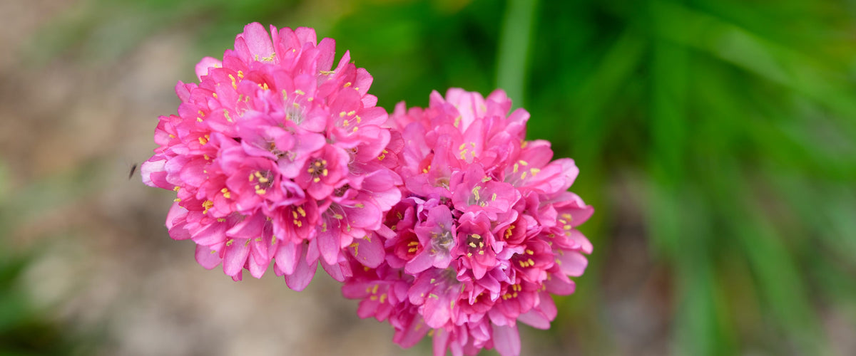 Armeria Maritima Seeds collection hero