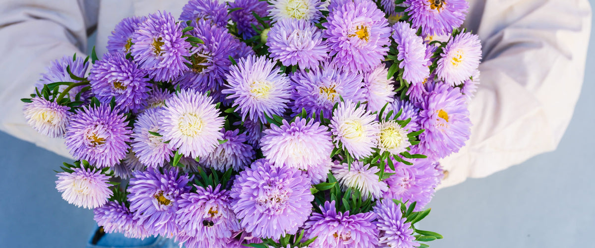 Aster Seeds collection hero