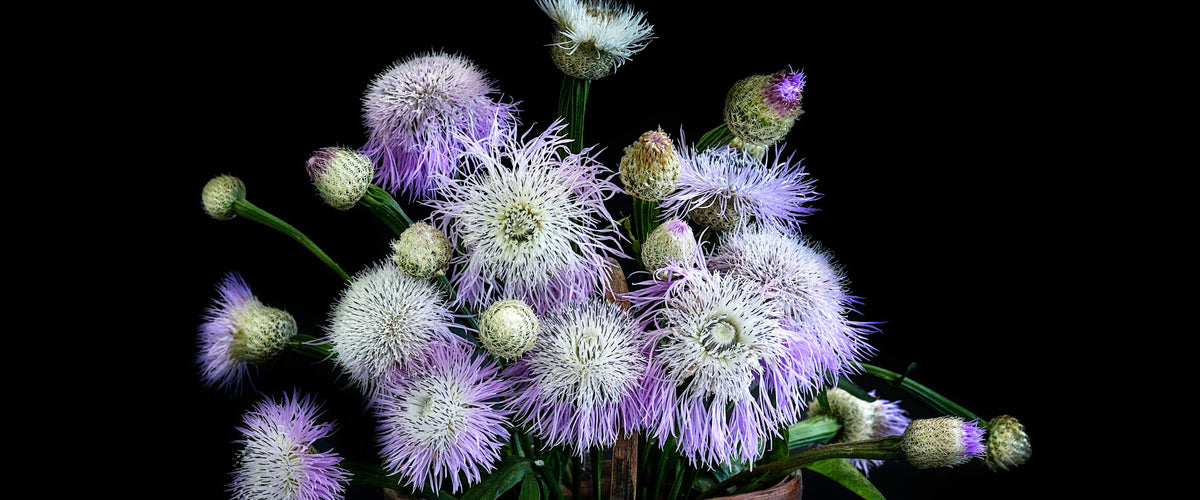 Basketflower Seeds collection hero