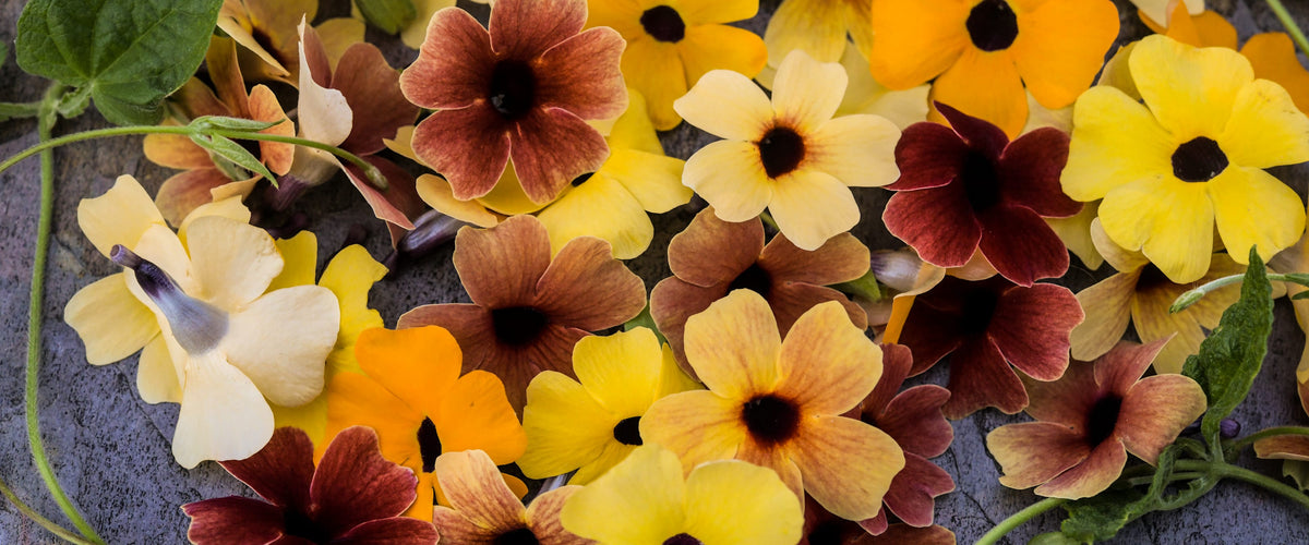 Black-Eyed Susan Vine Seeds collection hero
