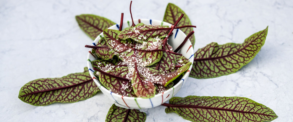 Dock or Sorrel Seeds collection hero