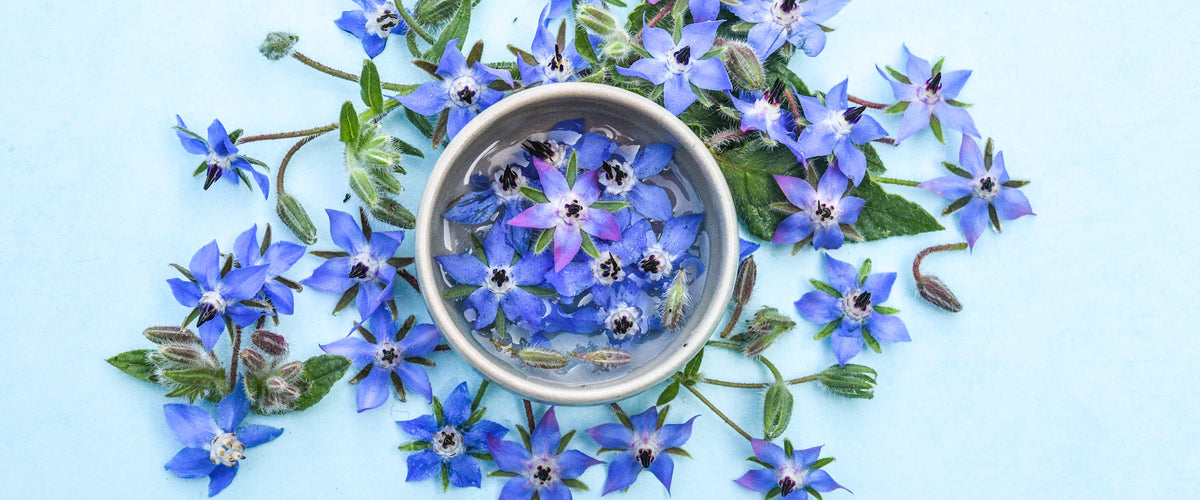 Borage Seeds collection hero