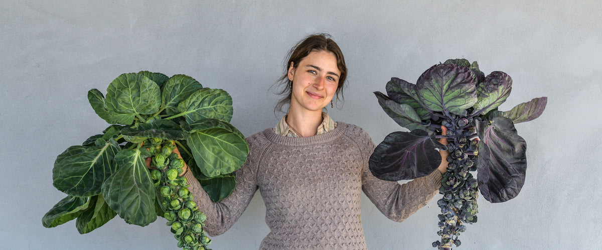 Brussels Sprouts Seeds collection hero