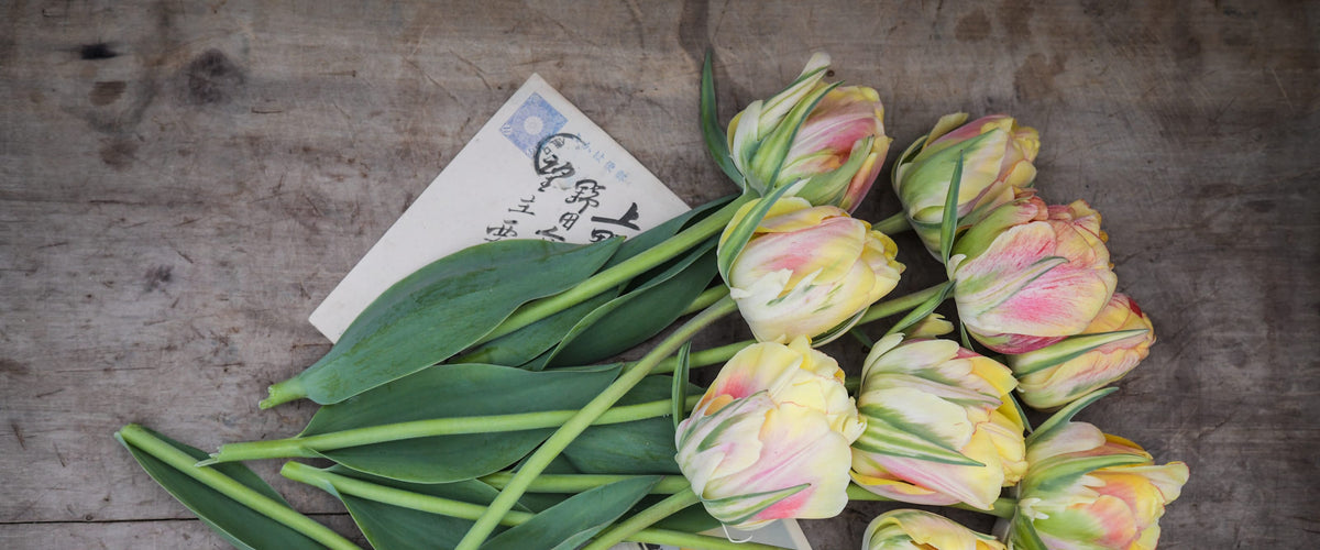 Tulip Bulbs collection hero