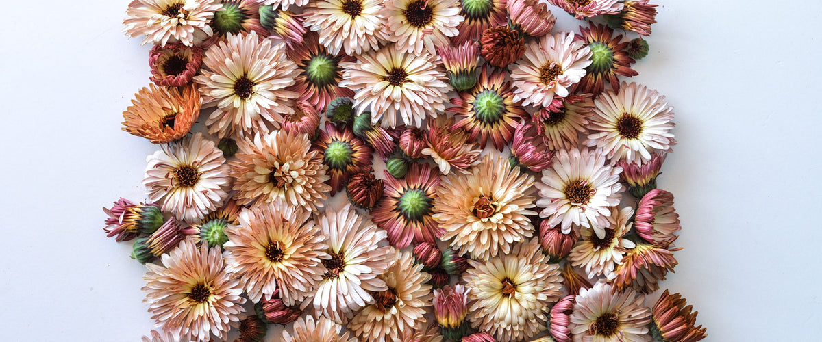 Calendula Seeds collection hero