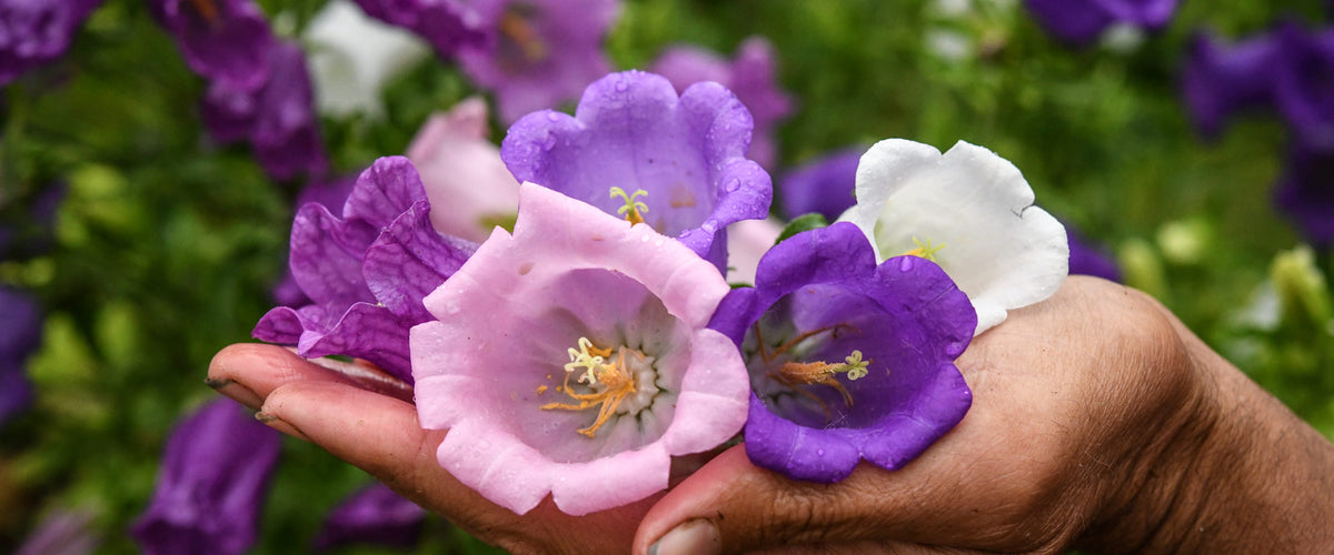 Canterbury Bells Seeds collection hero