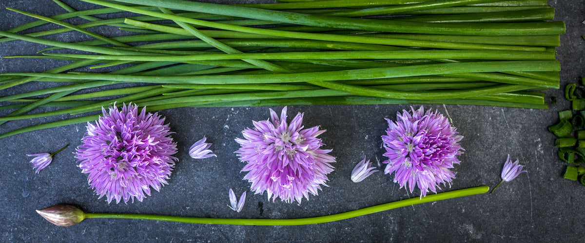 Chive Seeds collection hero