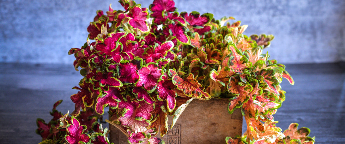 Coleus Seeds collection hero