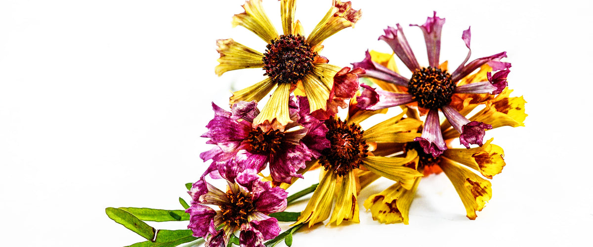 Coreopsis Seeds collection hero