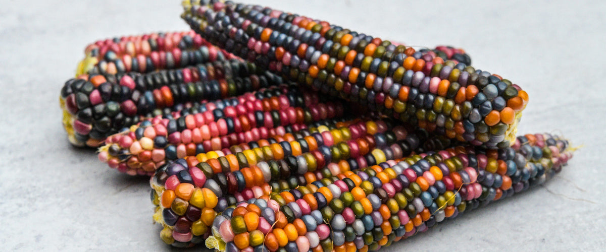 Corn Seeds collection hero