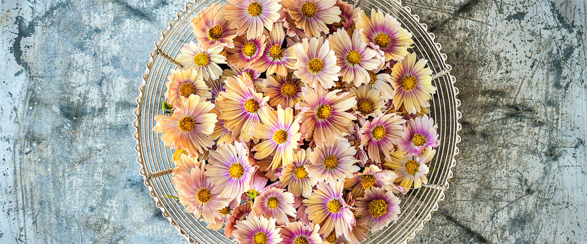 Cosmos Seeds collection hero