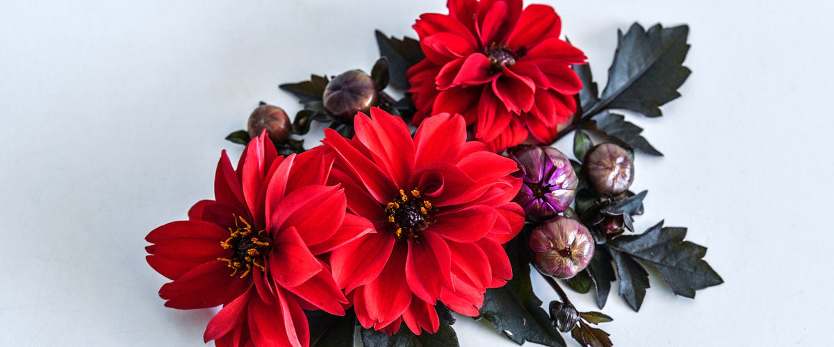 Dahlia Seeds collection hero