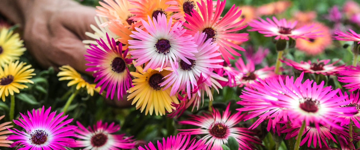 Daisy Seeds collection hero