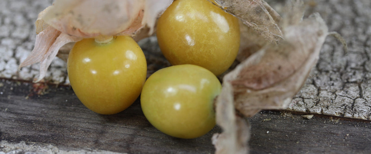 Ground Cherry Seeds collection hero
