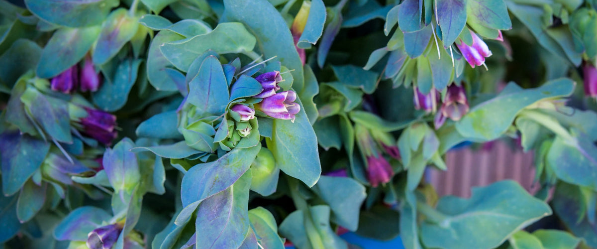 Honeywort Seeds collection hero