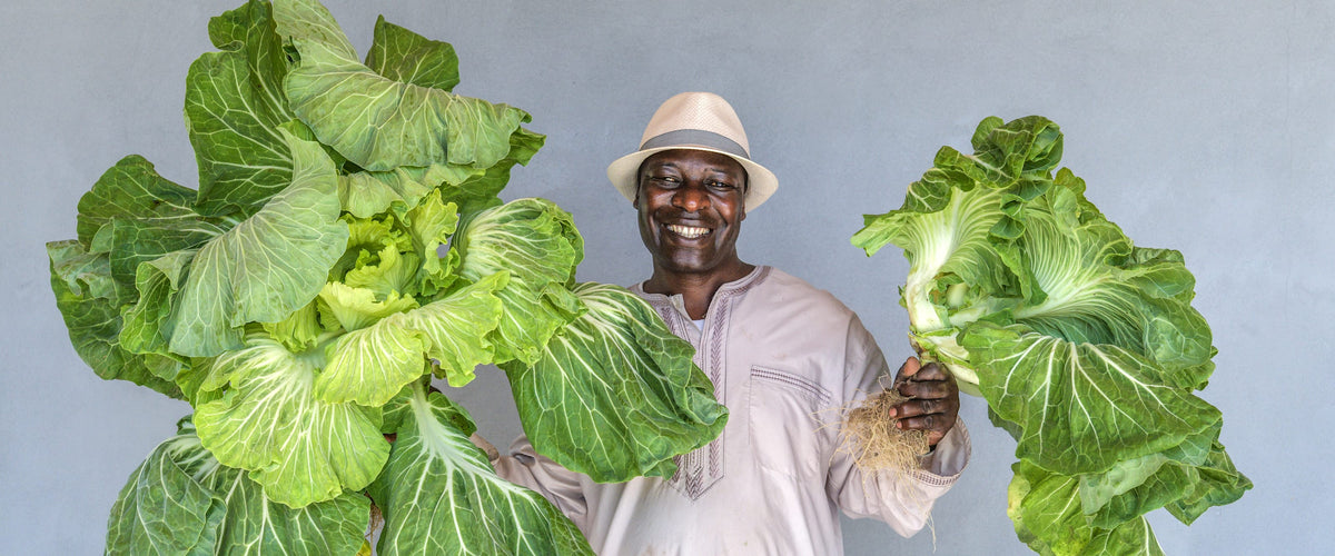 Kale Seeds collection hero