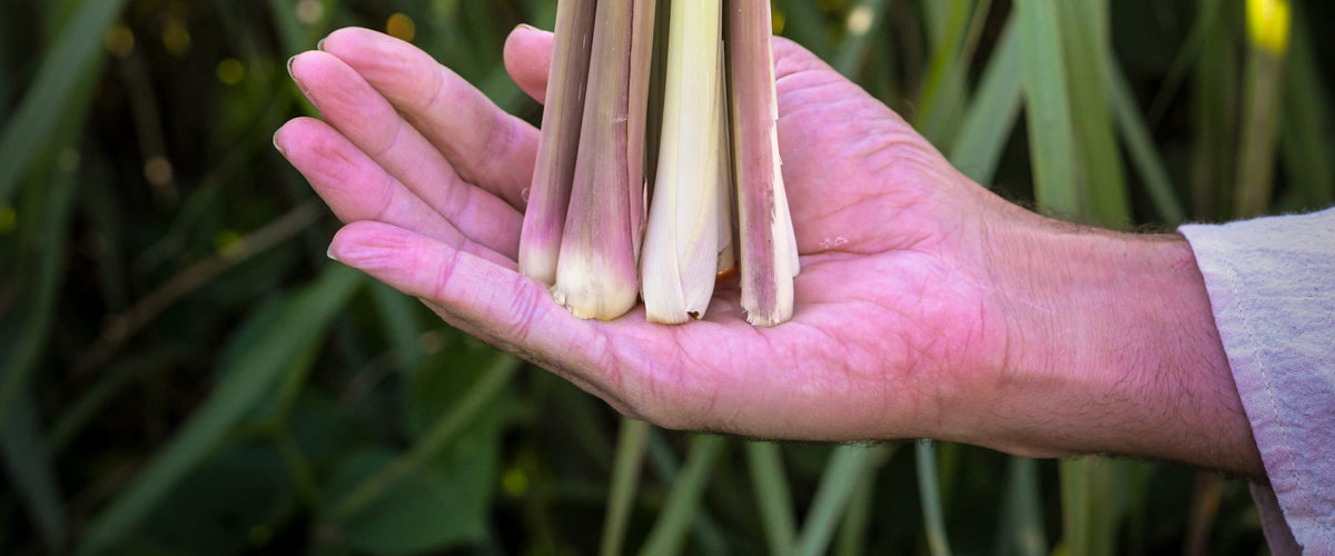 Lemongrass Seeds collection hero