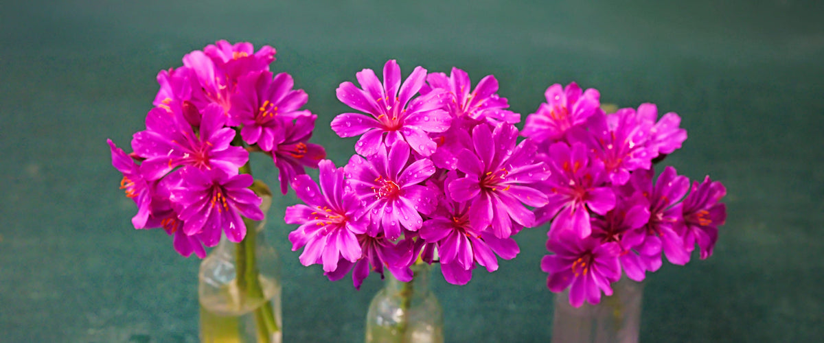 Lewisia Seeds collection hero