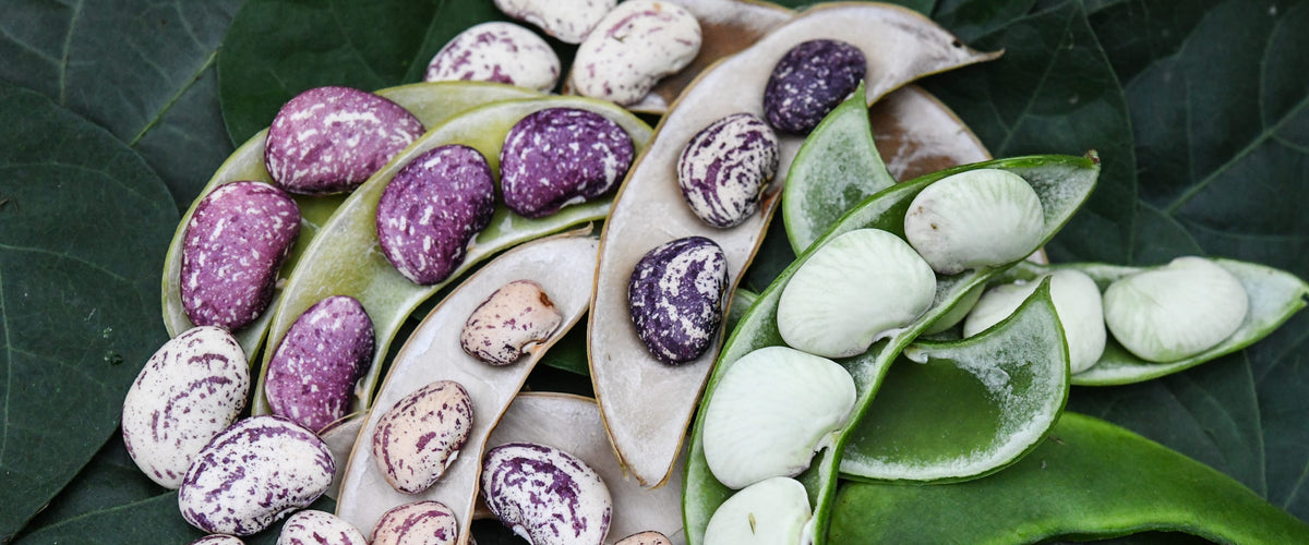 Bean Seeds, Lima collection hero