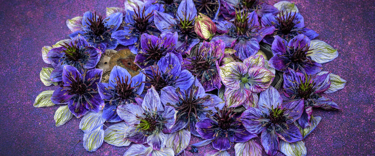 Love-in-a-Mist Seeds collection hero