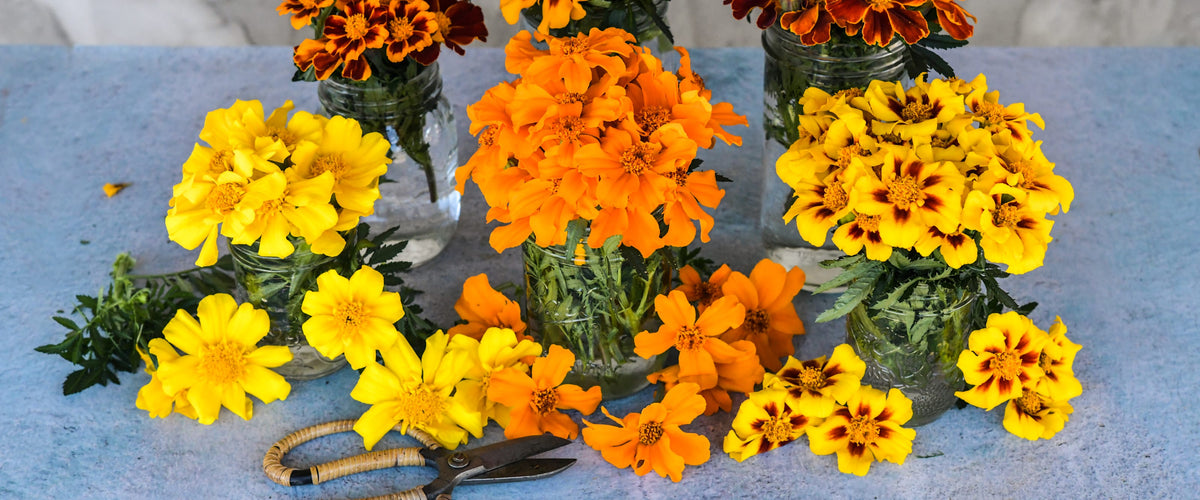 Marigold Seeds collection hero