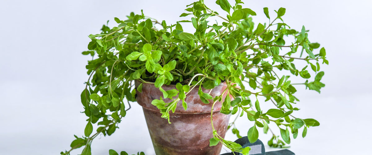 Marjoram Seeds collection hero