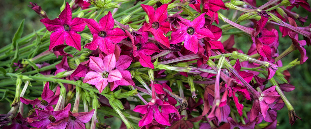 Nicotiana Seeds collection hero