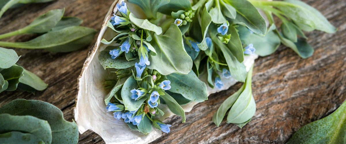 Oyster Leaf Seeds collection hero