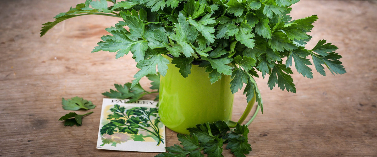 Parsley Seeds collection hero