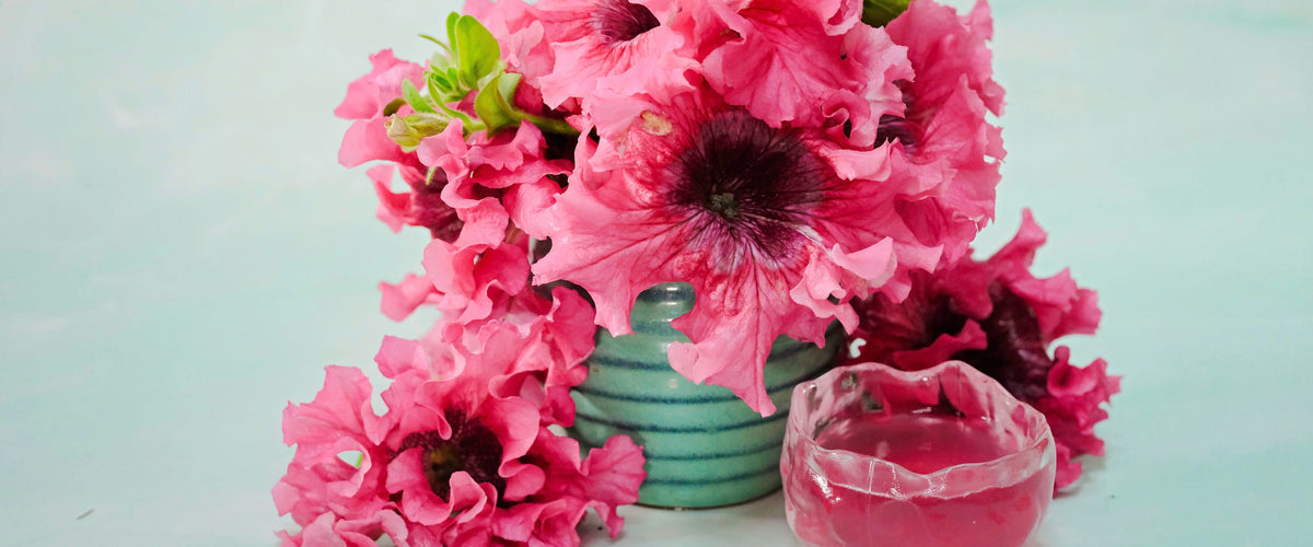 Petunia Seeds collection hero