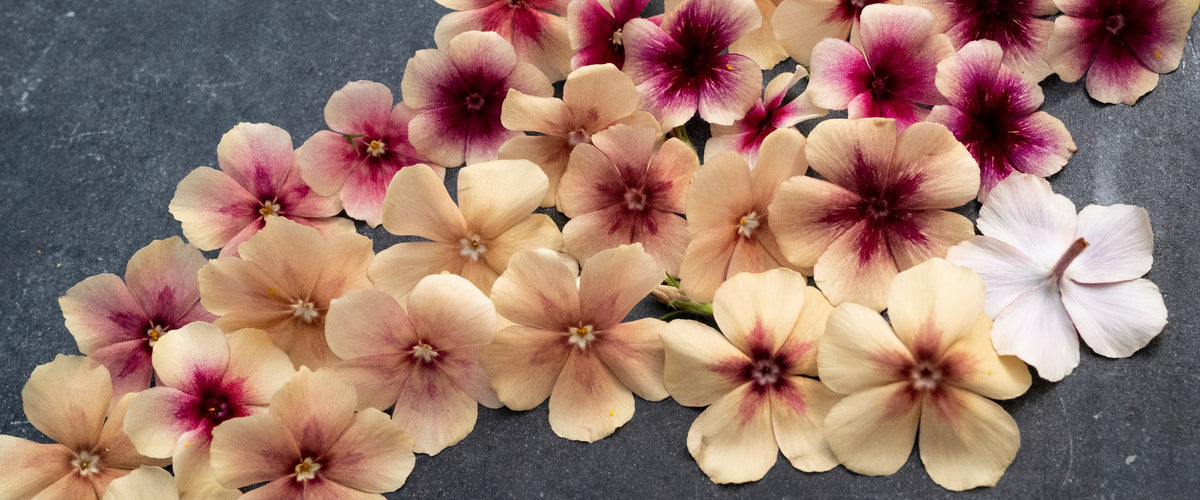 Phlox Seeds collection hero