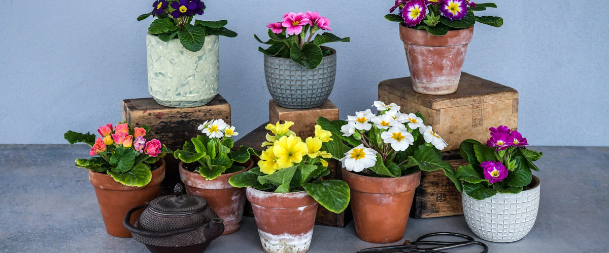 Primrose Seeds collection hero