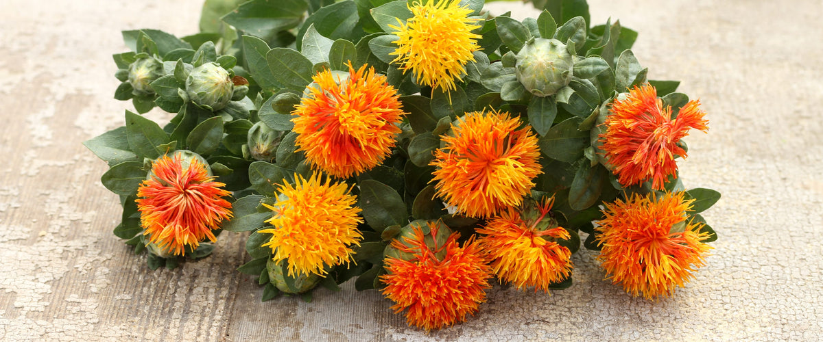 Safflower Seeds collection hero