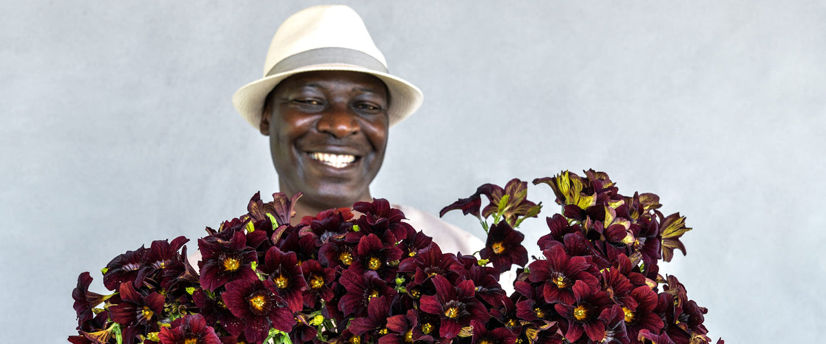 Salpiglossis Seeds collection hero