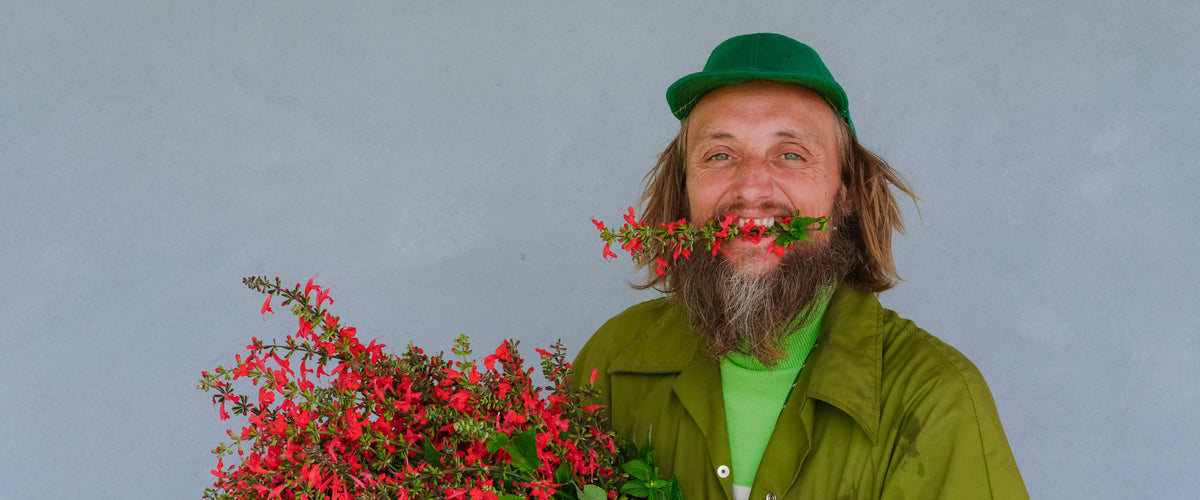 Salvia and Sage Seeds collection hero