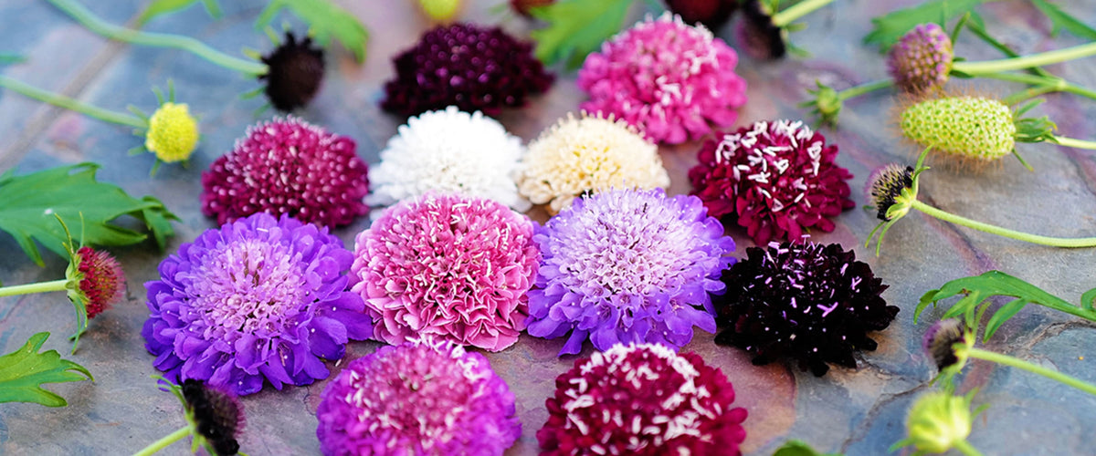 Scabiosa Seeds collection hero