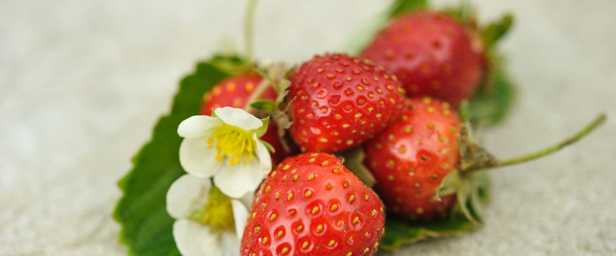Strawberry Seeds collection hero
