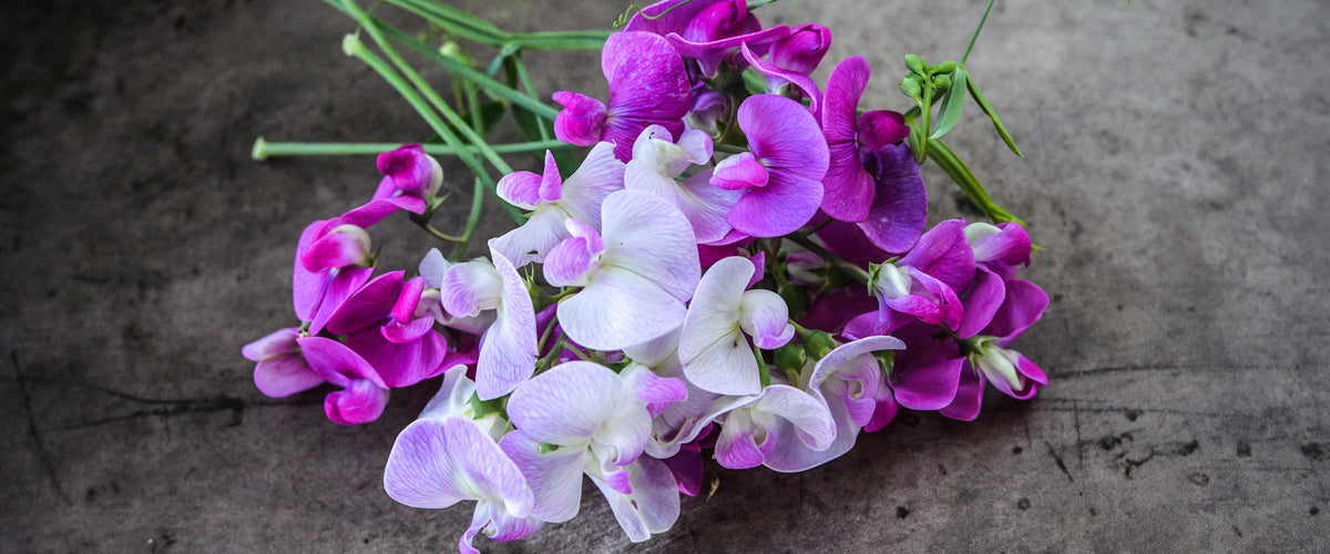 Sweet Pea Seeds collection hero