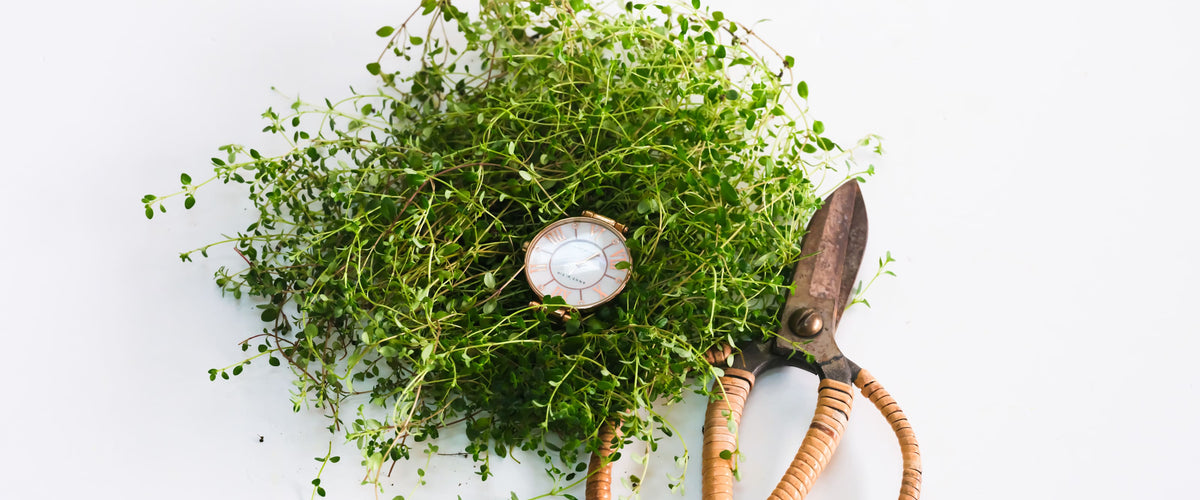 Thyme Seeds collection hero