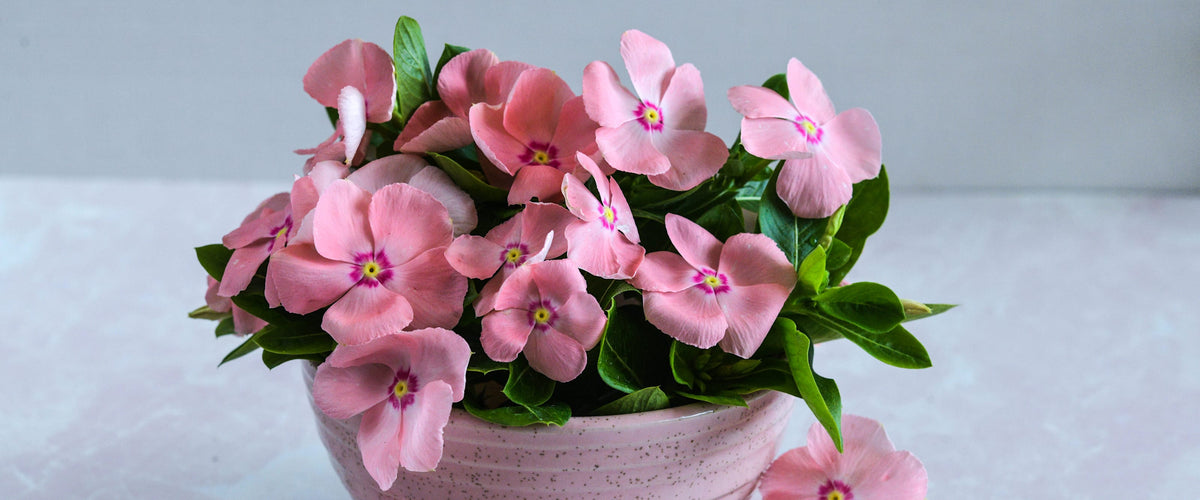 Vinca Seeds collection hero
