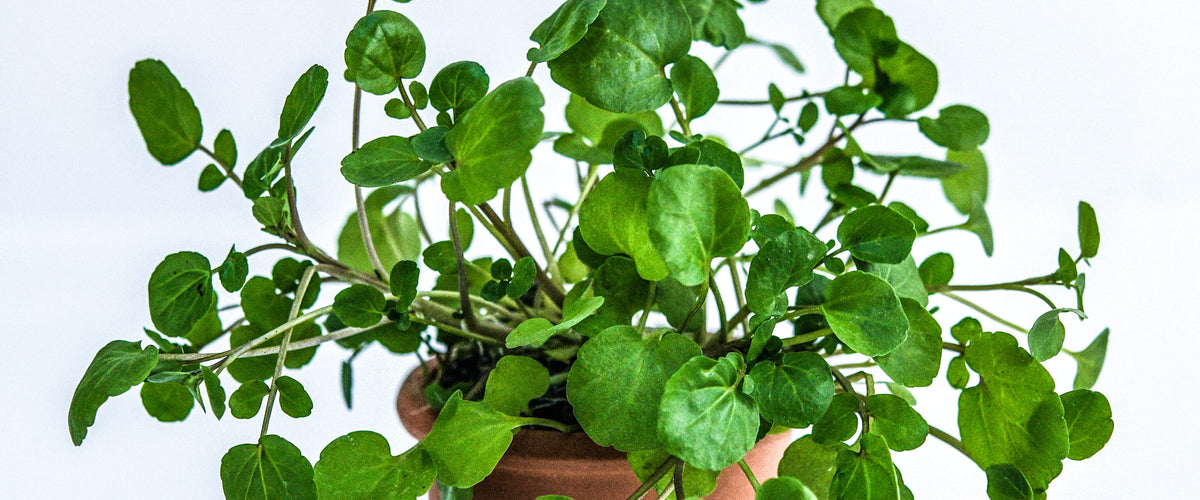 Watercress Seeds collection hero