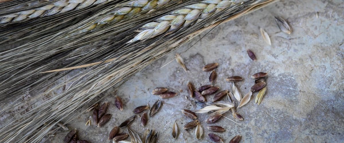 Wheat Seeds collection hero