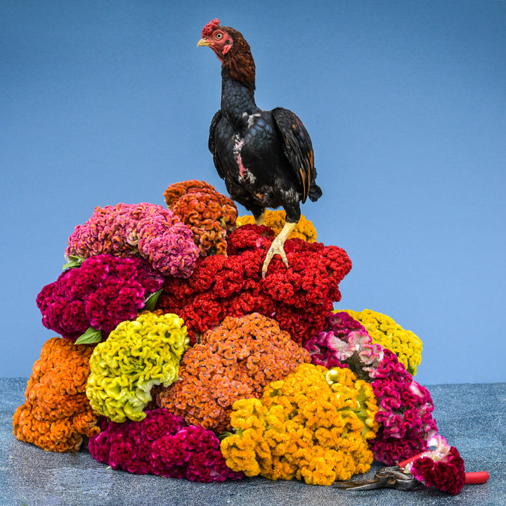 Stacked Jessica Celosia-Cockscomb blooms with blue background and chicken standing guard.