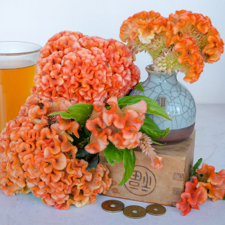 Kumquat Celosia with additional props and Celosia tea.