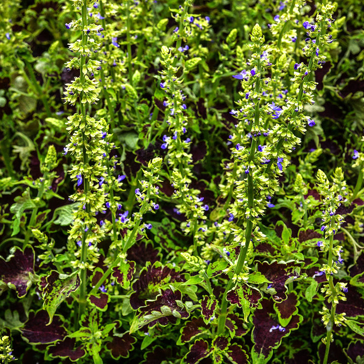 Colocha Chocolate Green Coleus in full bloom with tiny blue flowers in the garden at Baker Creek.