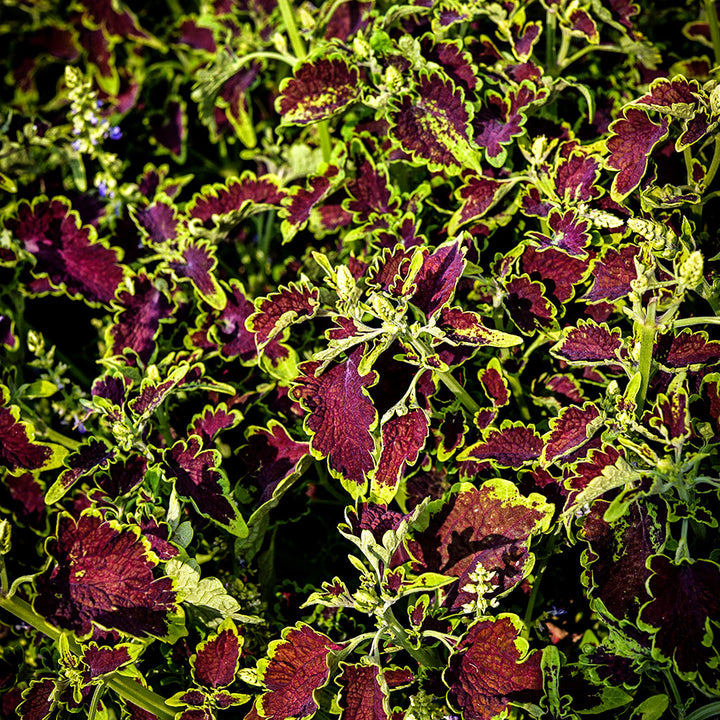 Colocha Chocolate Green Coleus growing in the garden by the Baker Creek Seed Store.