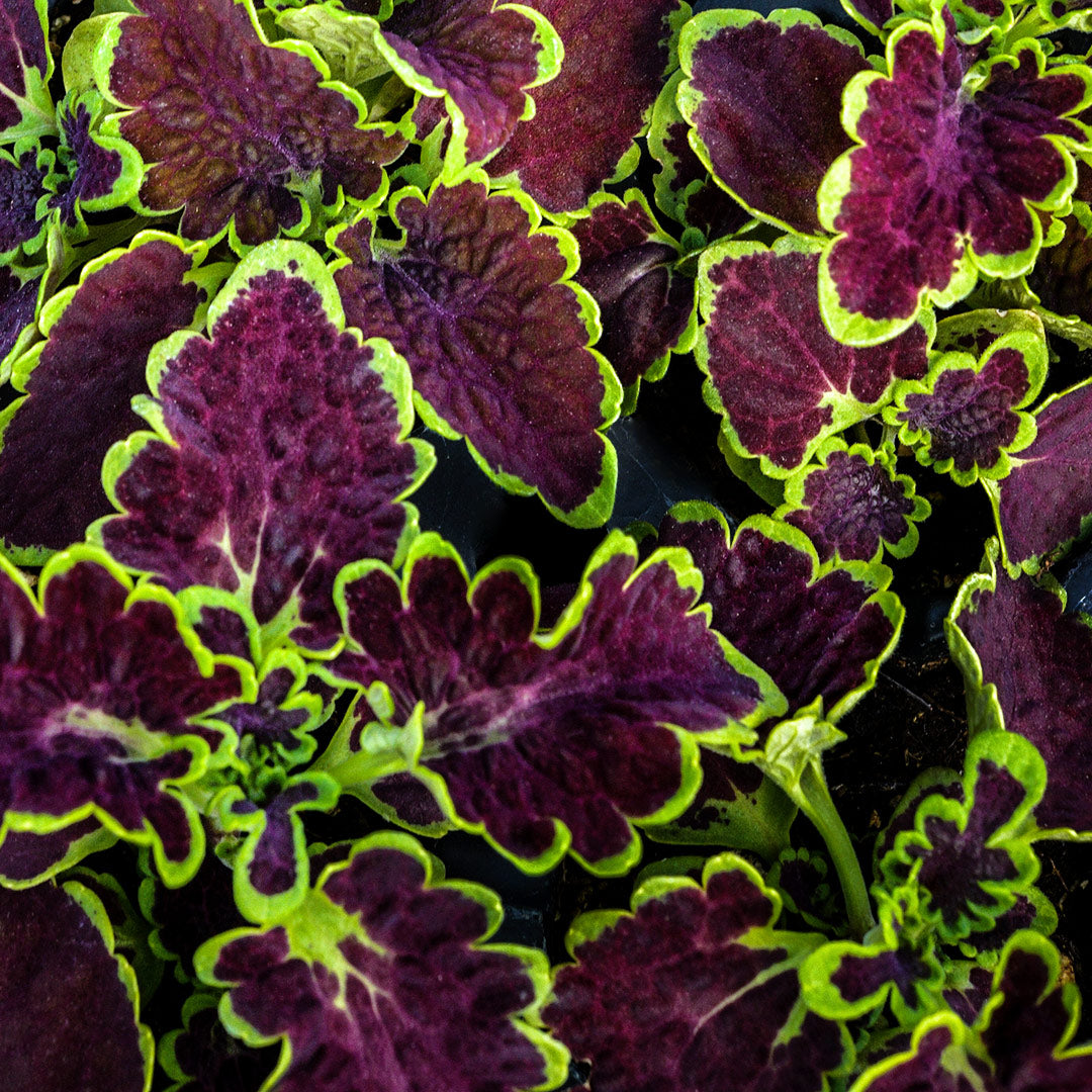 A close-up view of Colocha Chocolate Green Coleus leaves.