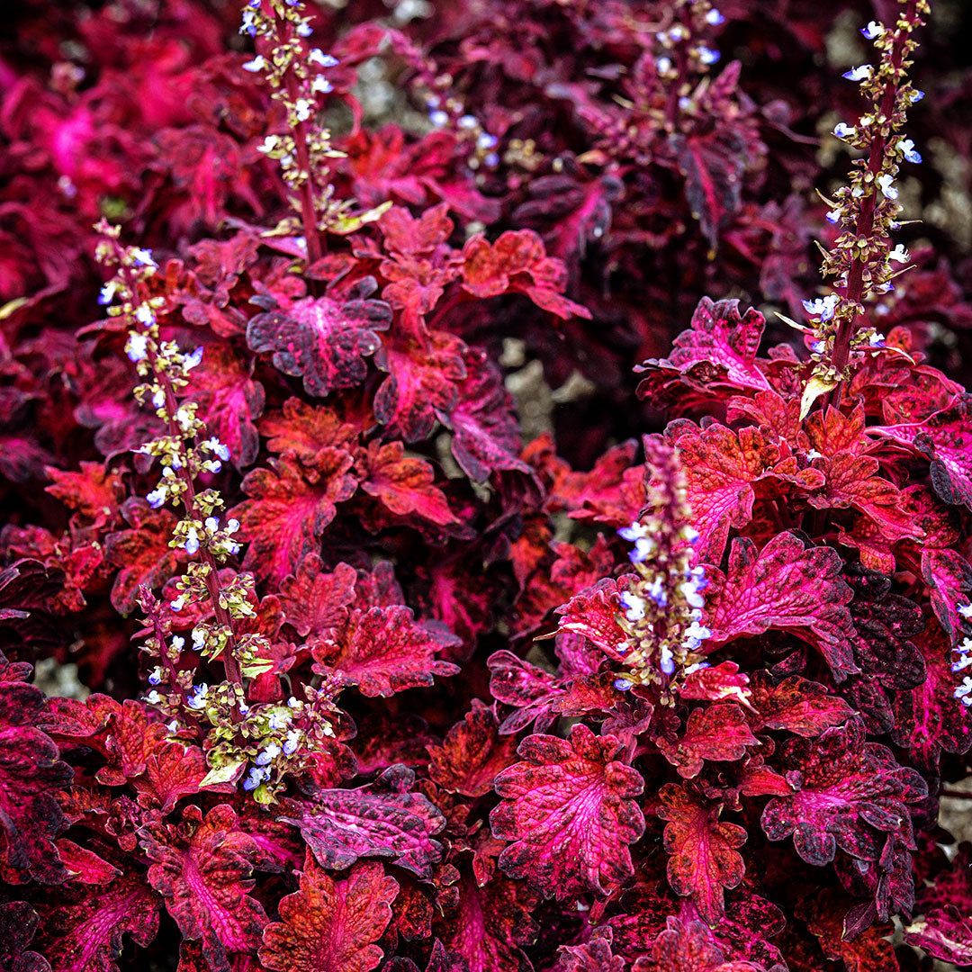 Colocha Red Coleus blooming with tiny blue and white flowers in the garden at Baker Creek.