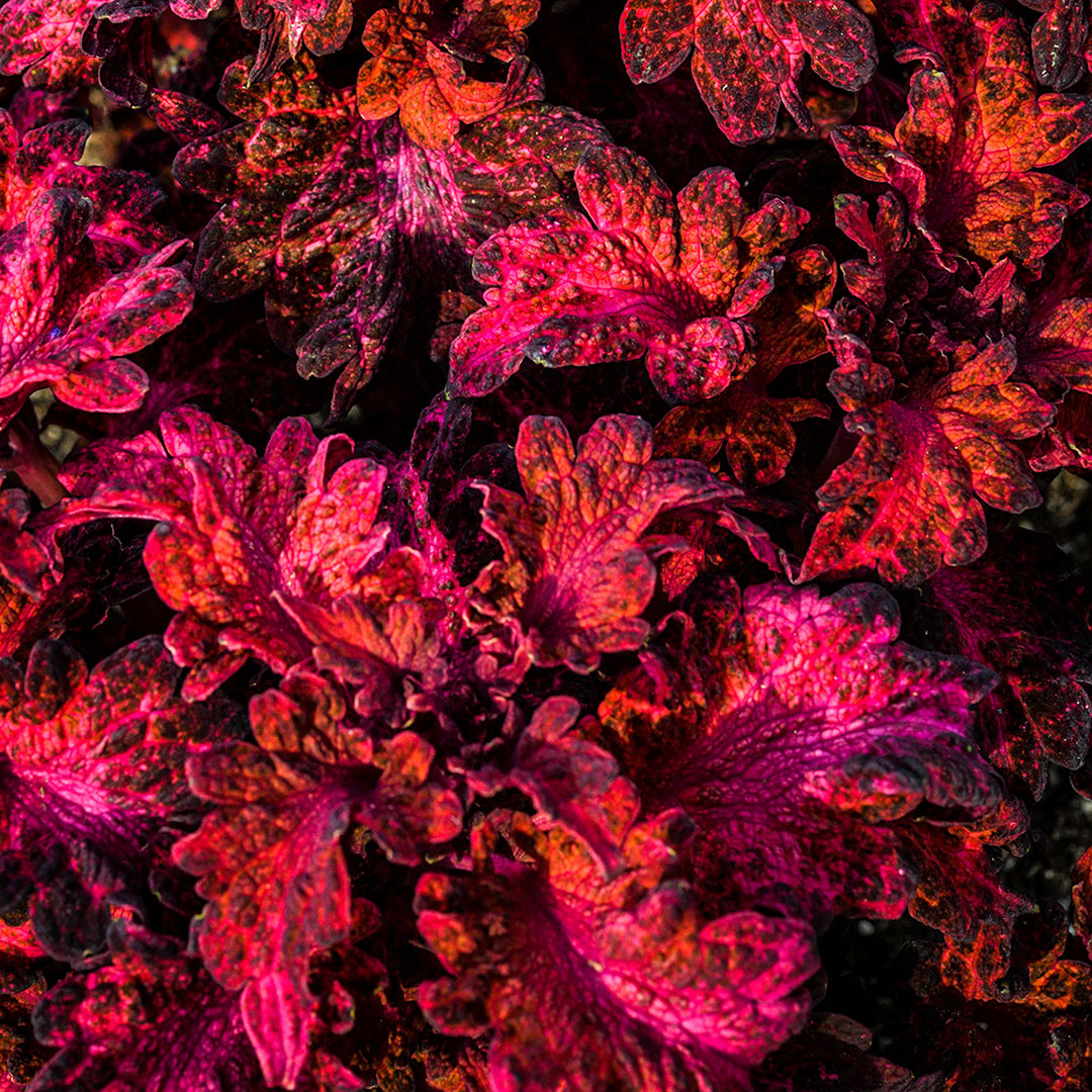 A detailed close-up of Colocha Red Coleus growing in the garden at Baker Creek.
