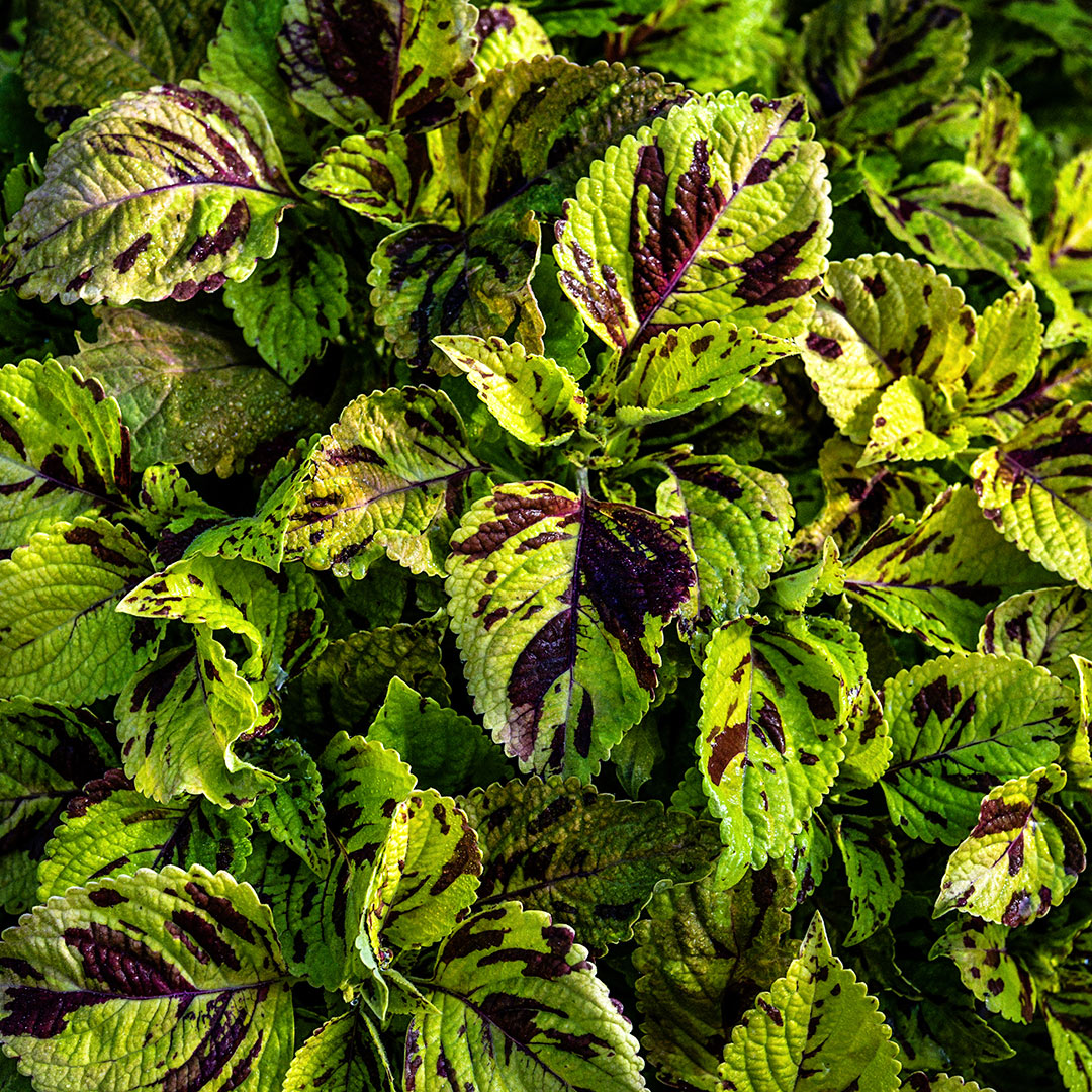 Folia Mosaic Coleus growing in the gardens at Baker Creek.
